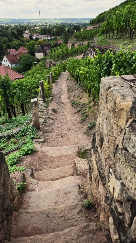 First person view walking  vineyard steps lush grapevines in Radebeul Stock Footage 345647311