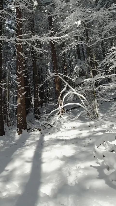 First person view walking winter sunny day on forest path in mountains. POV Stock Footage 220412031