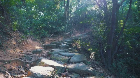 First-person walking the path and enjoying nature in the forest near trees. Stock Footage 144041870