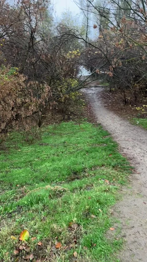 First-person walking view along a narrow natural trail through a dense forest Stock Footage 346293467