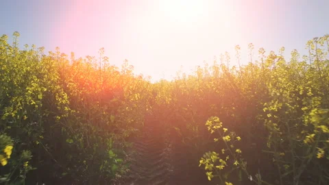 From first person - walking on the yellow agriculture rapeseed field by sunset Stock Footage 89699853