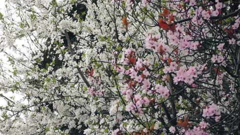The first pink and white flowers on the branches. Stock Footage 88065633
