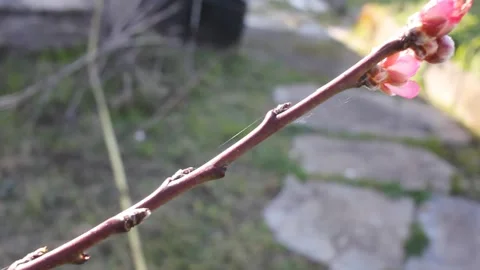 First pink blossoms on a peach tree branch in spring 库存影片 332697214