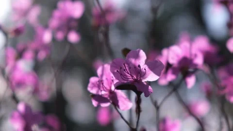 First pink flowers in rays of sun on bushes of rhododendron. selective focus. Stock Footage 228955973