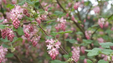 First pink spring flowers on a bush. Stock Footage 104829505