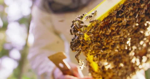 First plan focused: beehive frame with honeycombs and a lot of bees on it. Some Stock Footage 140415847