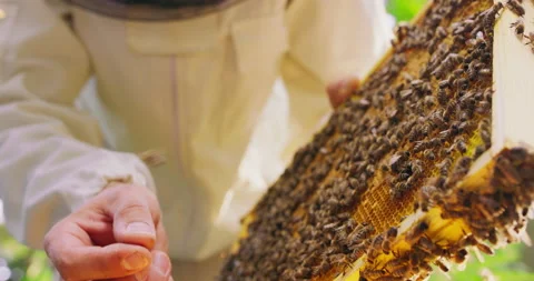 First plan focused: closeup beekeeper's hand and a bee on his finger, beehive Stock Footage 140415947