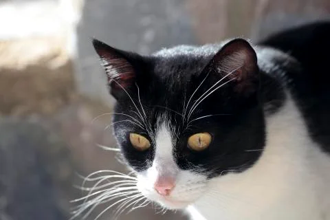 First plane of a cat. Stock Photos