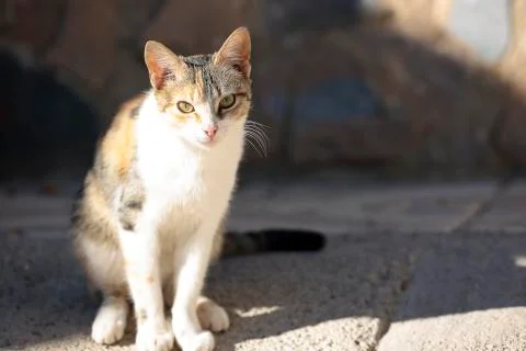 First plane of a cat. Stock Photos