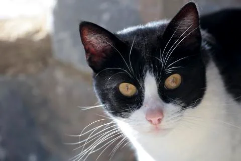 First plane of a cat. Stock Photos