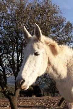 The first plane of a mule Foto stock