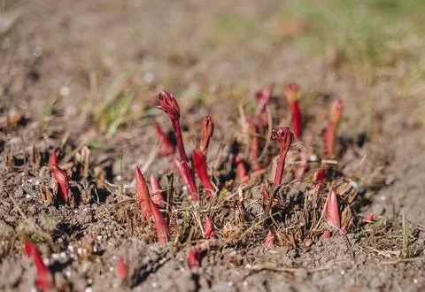 First plant shoots sprouting from ground in spring, new life and growth in .. Stock Photos