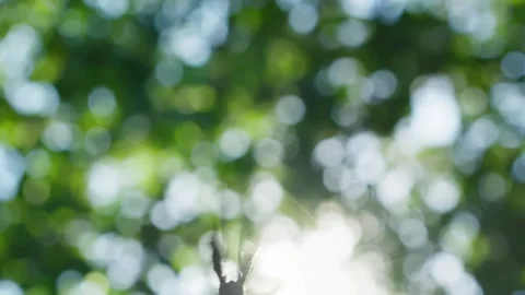 First point view pov camera close-up butterfly in sun rays flies camera chasing Stock Footage 255671459