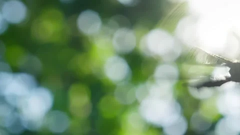 First point view pov camera close-up butterfly in sun rays flies camera chasing Stock Footage 256992229