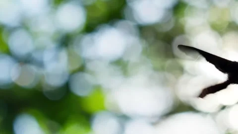 First point view pov camera close-up butterfly shining in sun rays and camera Stock Footage 256992261