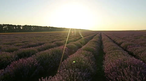 First point of view, steady cam in lavender field. Video stock 65000386