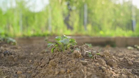 The first potato sprouted from the soil in the garden bed, a smooth parallax Stock Footage 311001598