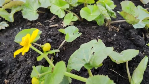 The first primroses - erantis spring Stock Footage 188744093