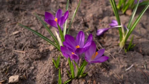 The first purple spring flowers tremble in the wind Stock Footage 153309273
