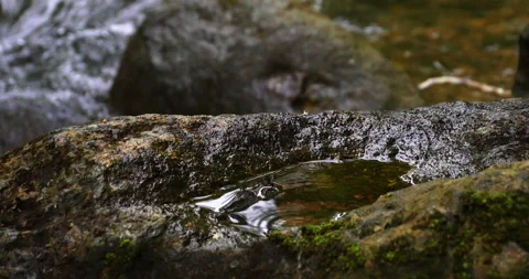 First Rain Drops In Rainforest Jungle Next To Stream Cascading Water Over Rocks Stock Footage 137633137