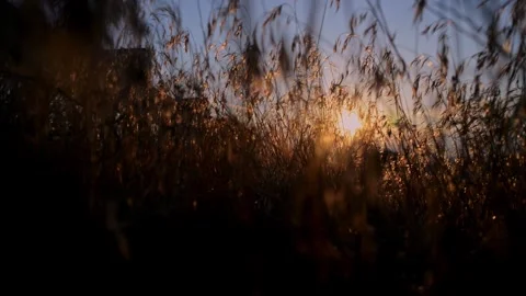 The First Rays of Daylight Illuminate Grass Gently Swaying in the Breeze Stock Footage 277339821