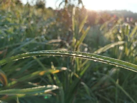 The first rays of dew drops. Beautiful green leaves and morning dew Stock Photos