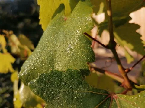 The first rays of dew drops. Ross at dawn. The leaves in the dew Stock Photos