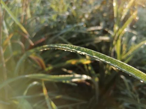 The first rays of dew drops. Ross at dawn. The leaves in the dew Stock Photos