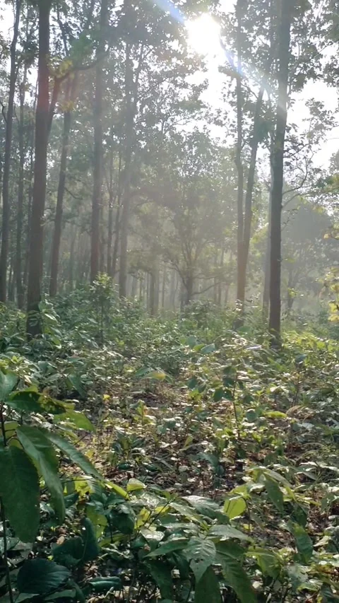 The first rays into the forest  Stock Footage 266885542