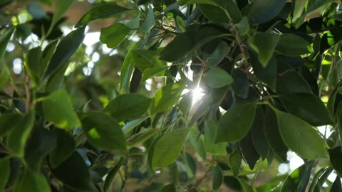 The first rays of the sun break through the branches of the plant. Bay laurel Stock Footage 325187247
