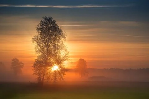 The first rays of the sun breaks through the branches of a tree at sunrise Stock Photos