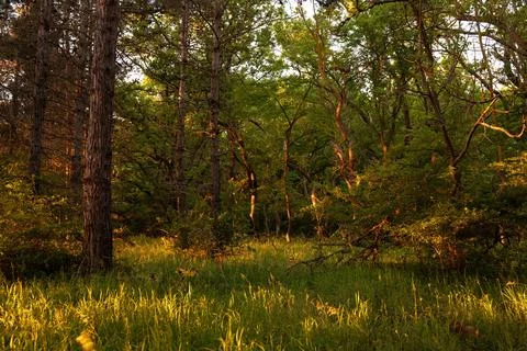 The first rays of the sun in the summer forest. Stock Photos