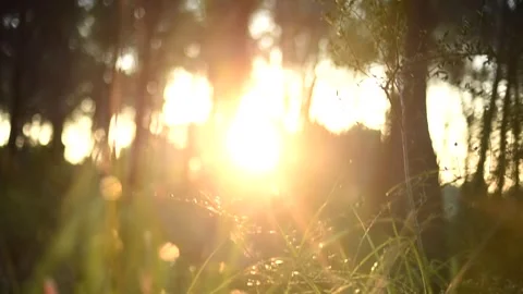 First rays of sunlight falling on a natural landscape. Stock Footage 262537286