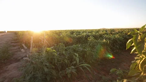 First rays of sunrise sun over field Stock Footage 130043145