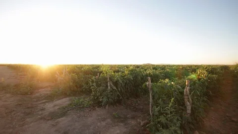 First rays of sunrise sun over field - 02 Stock-Footage 130043176