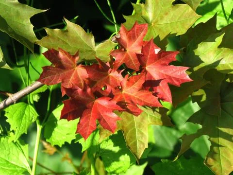 First red-colored leaves of maple contrasting with green leaves, begin of autumn Stock Photos