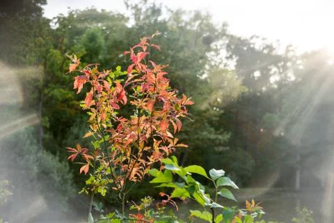 First red leaves in fall Foto stock