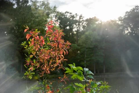 First red leaves in fall Stock Photos