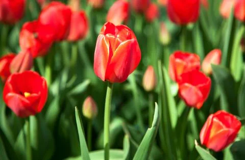 First red spring tulips Stock Photos
