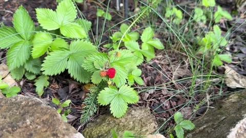First Ripe Wild Strawberries and Young Unripe Fruits Growing in Garden Stock Footage 337033121