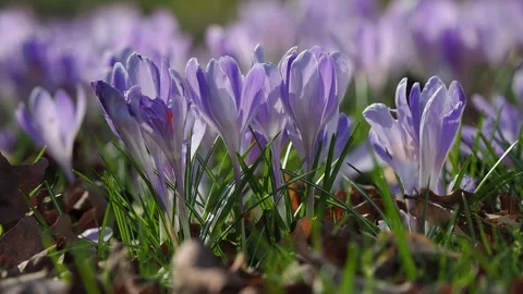 First saffrons appeared in the forest after the snow Stock Footage 282472857