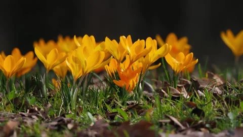 First saffrons appeared in the forest after the snow Stock Footage 282473212
