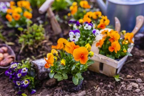 The first seedlings of pansies in the spring garden. Stock Photos