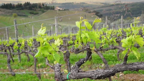 First shoots of the vine plant on the rows of a vineyard. Italy Stock-Footage 186194065