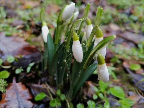 First sign of spring, common snowdrops, Galanthus nivalis Stock Photos