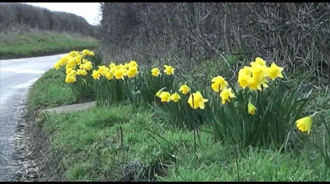 First Sign of Spring as Daffodils Bloom 库存影片 35594900