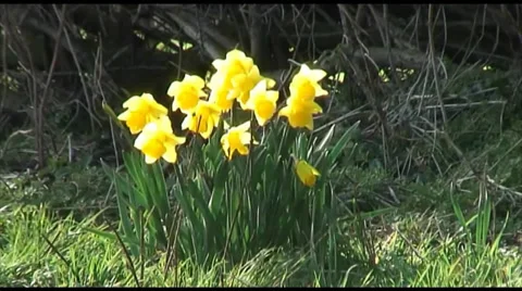 First Sign of Spring as Daffodils Bloom 库存影片 35594907