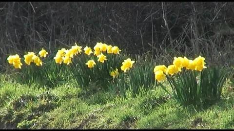 First Sign of Spring as Daffodils Bloom 스톡 동영상 35594917