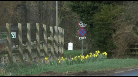 First Sign of Spring as Daffodils Bloom 스톡 동영상 35594968