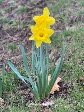 First Sign of Spring Stock Photos